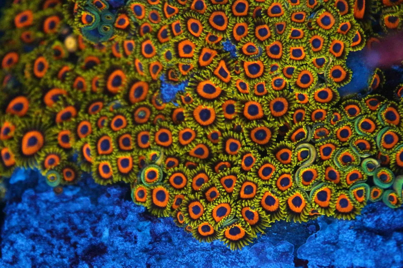 Pocillopora　zakuchiku Momong SPS – Aquatic Cove